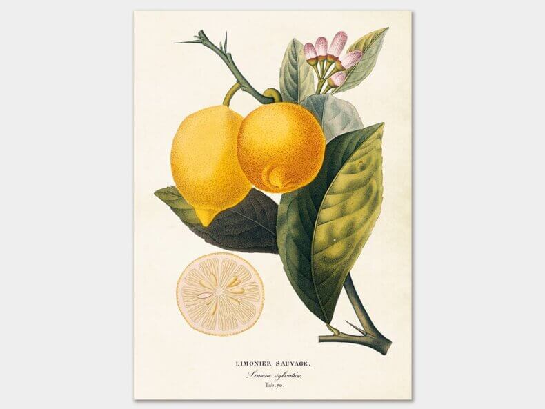 Lemon-Poster-50x70-cm-Sköna Ting