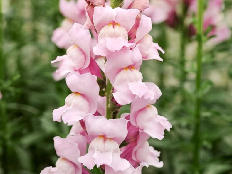 Antirrhinum Majus ‚Summer Lavender‘ Löwenmäulchen – Bild 2