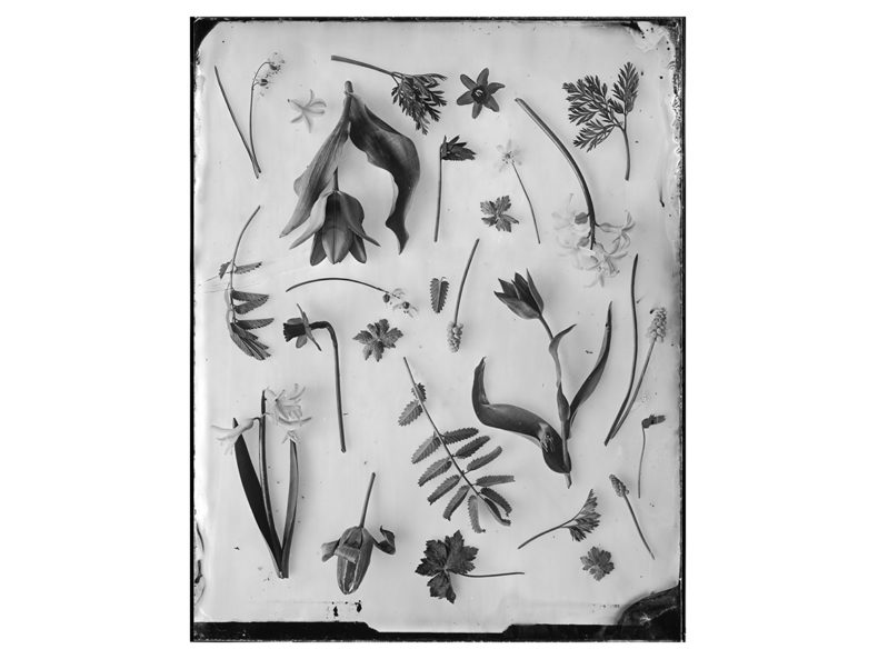 OVO-Things-Spring-Garden-Silverprint