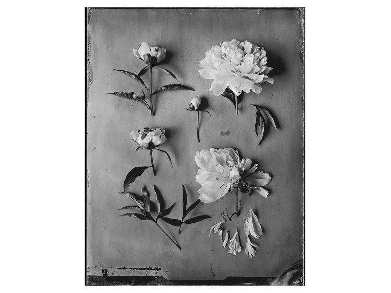 OVO Things Paeonia Silverprint