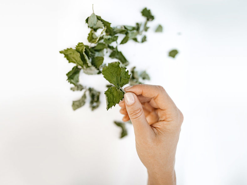 PLUKT-Wild-strawberry-leaf-tea