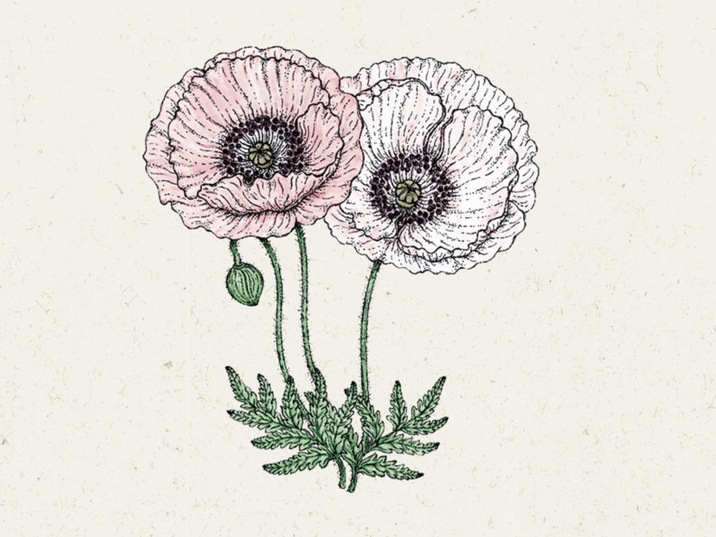 Papaver-rhoeas-Mother-of-Pearl-Klatschmohn-joradahl