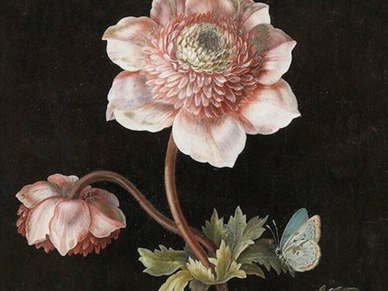 Peony-Poster-35x50-Sköna-Ting