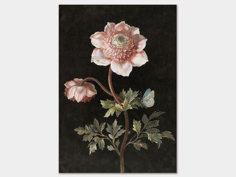 Peony-Poster-35x50-cm-Sköna Ting