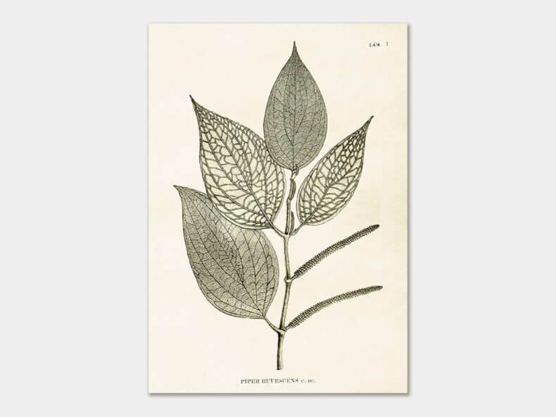 Pepper-plant-Poster-35x50cm-Sköna-Ting
