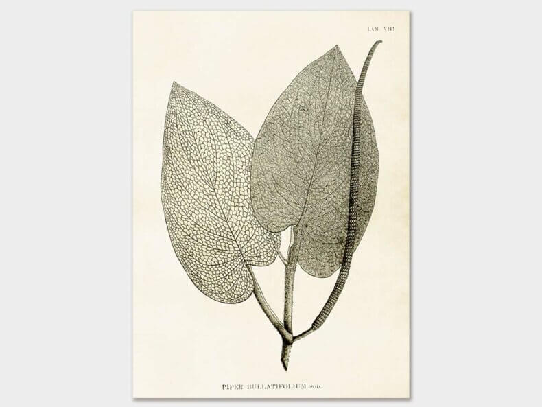 Pepper-plant-Poster-50x70-cm-Sköna-Ting