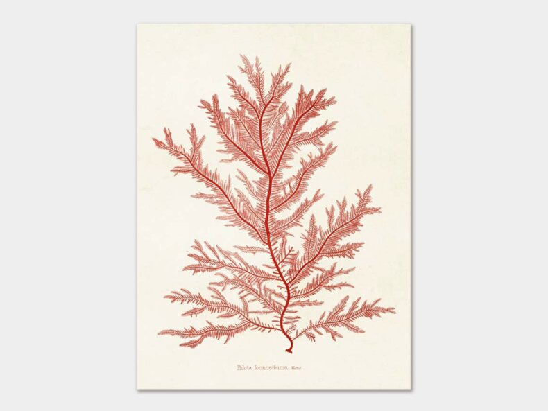 Red-algae-Poster-18x24-cm-Sköna-Ting