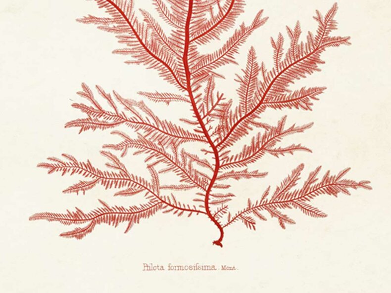 Red-algae-Poster-Sköna-Ting