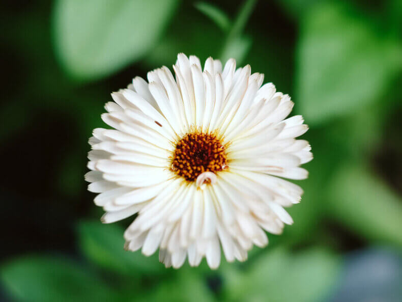 Ringelblume-Blumensamen-filipok