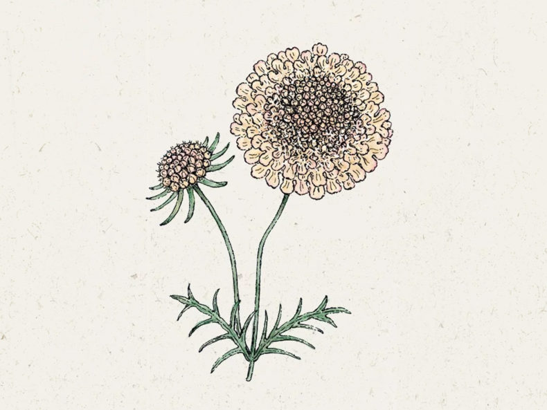 Scabiosa-atropurpurea-fata-Morgana-jora-dahl