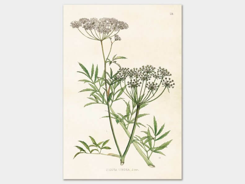 Sköna-Ting-Hemlock,-Poster-35x50-cm