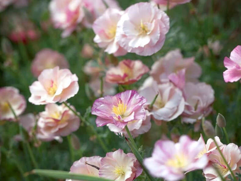 Goldmohn ‚Thai Silk Apple Blossom′ – Bild 2