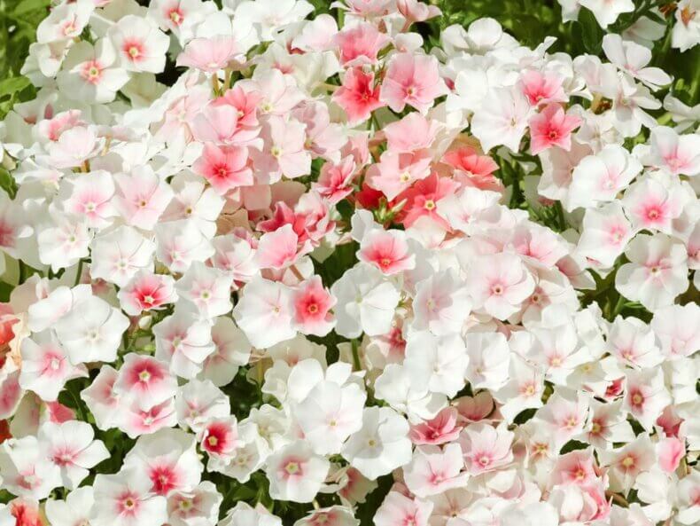 Sommer-Phlox-Blushing-Bride-Samen-Jora-Dahl