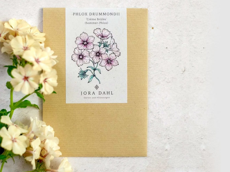 Sommer-Phlox Crème Brûlée (Phlox drummondii) – Bild 3