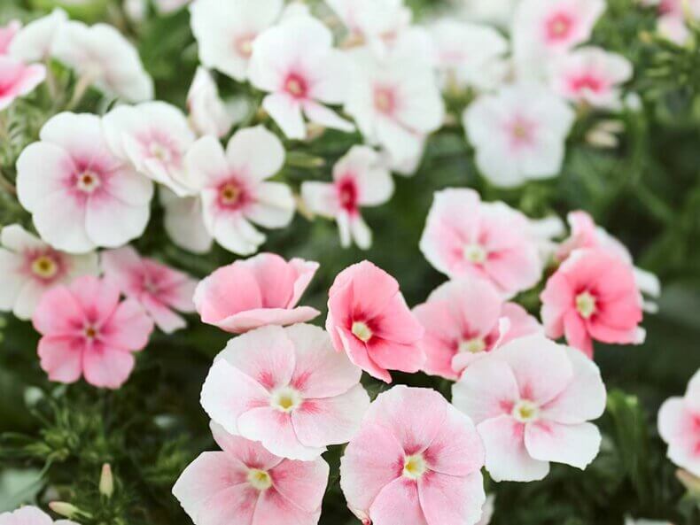 Sommer-Phlox-Samen-Jora-Dahl-filipok