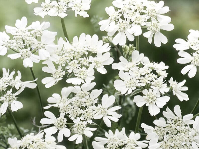 Blühende Orlaya grandiflora 'White Lace' mit filigranen Spitzenblüten, perfekt für naturnahe Beete und Schnittblumensträuße.