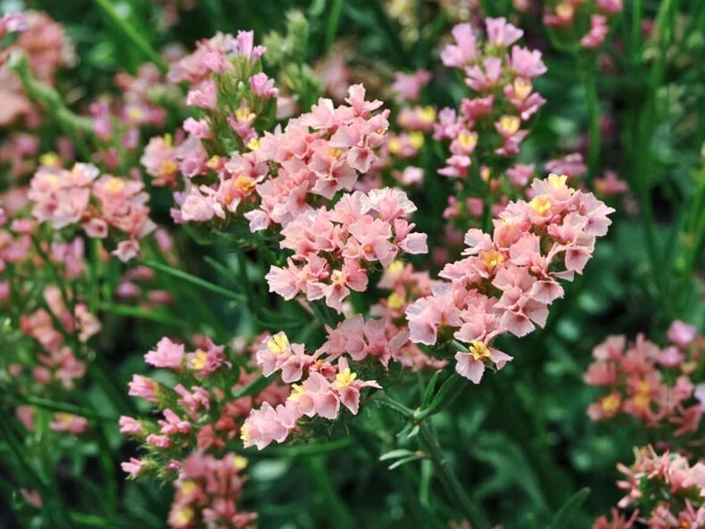 Strandflieder ‚QIS Apricot‘ (Limonium sinuatum)