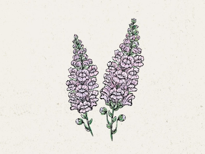 Summer Lavender JORA DAHL