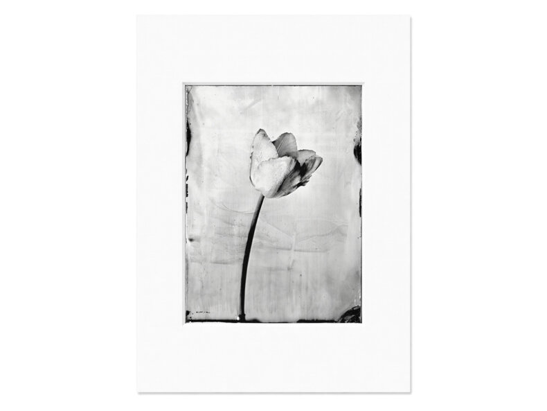 Tulip Silver Print – im Passepartout
