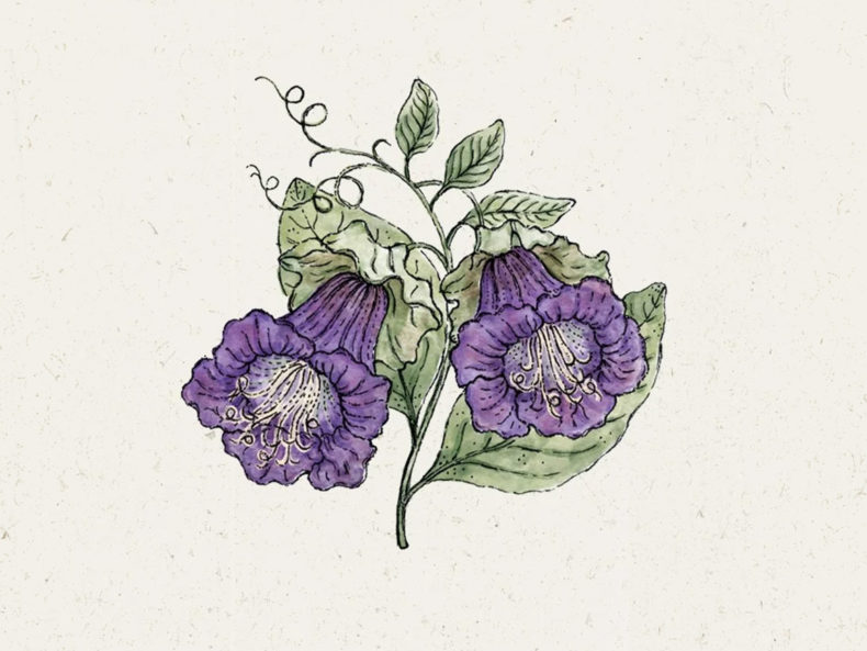 Violet-Glockenrebe-joradahl