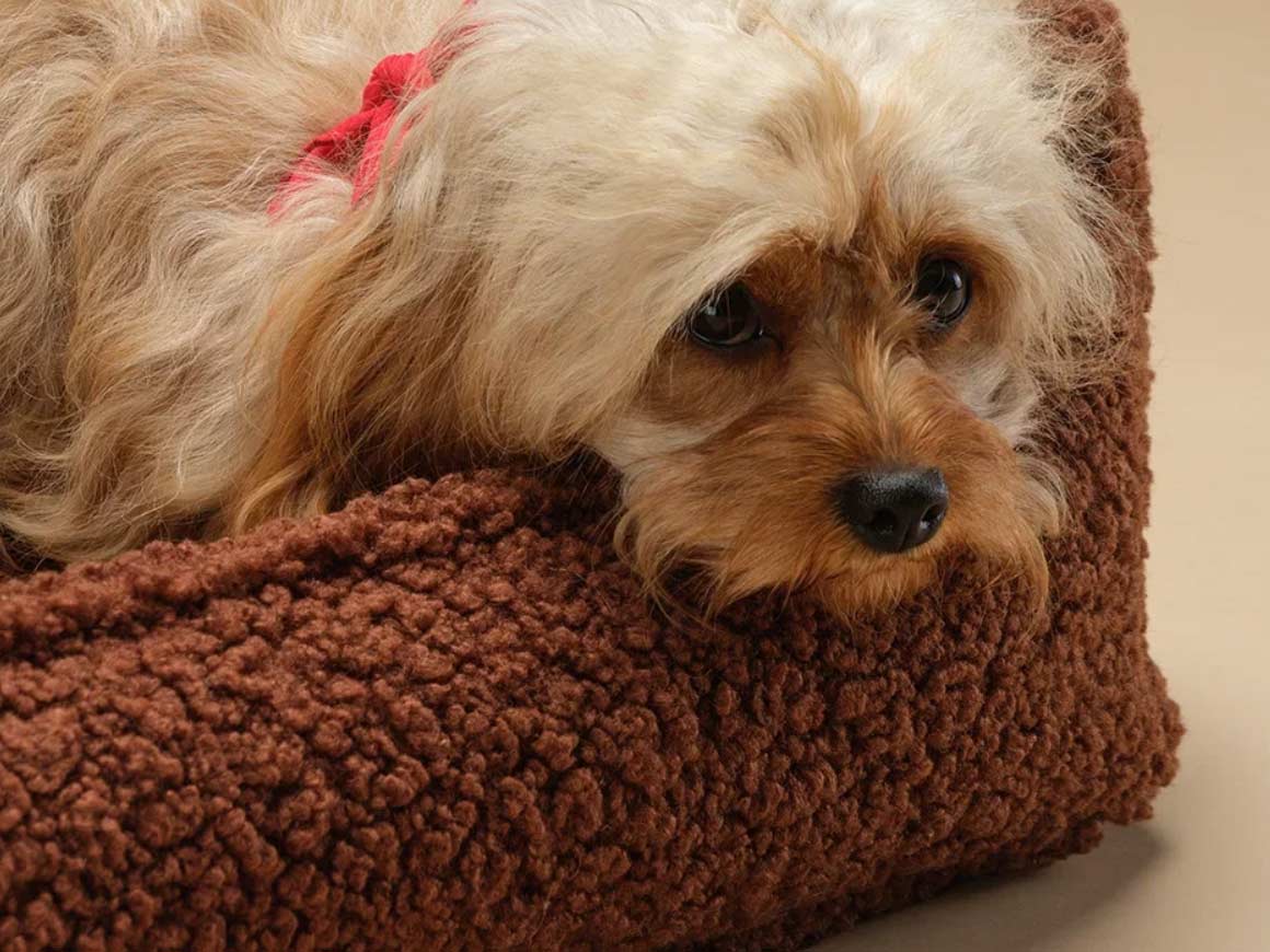 Pet Club Chair M, Warm Hazel – Hundesessel – Bild 2