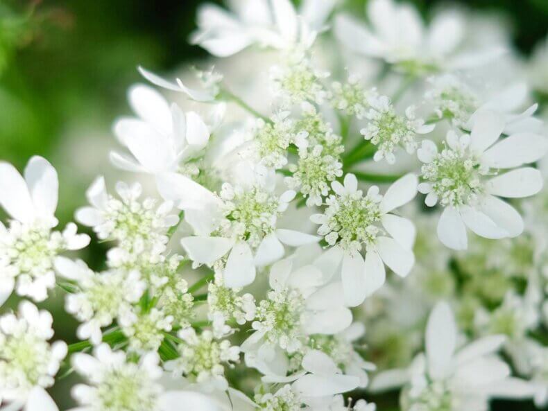 Nahaufnahme der weißen Blüten der Orlaya grandiflora ‚White Lace‘ – filigrane Strahldolde in voller Blüte im sonnigen Gartenbeet.