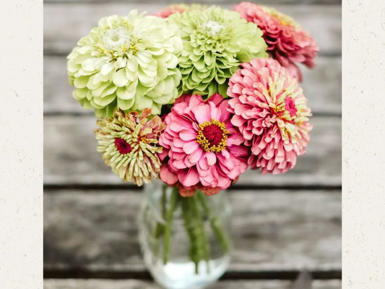 Zinnia-elegans-Benary`s-Giant-Lime-Zinnie-jora-dahl