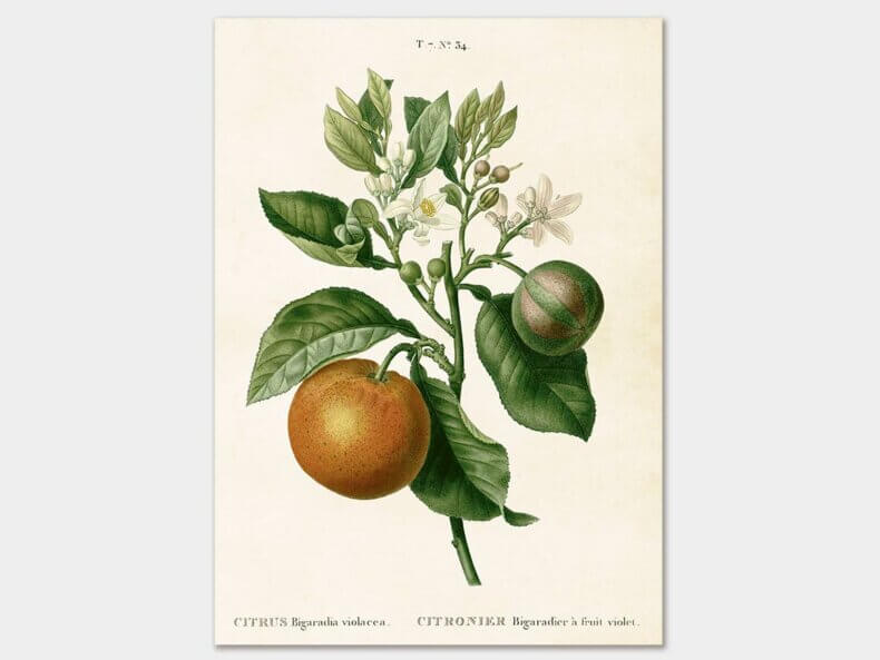 bitter-Orange-Poster-50x70-cm-Sköna-Ting