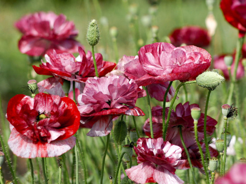 klatschmohn-burgunderrot-joradahl