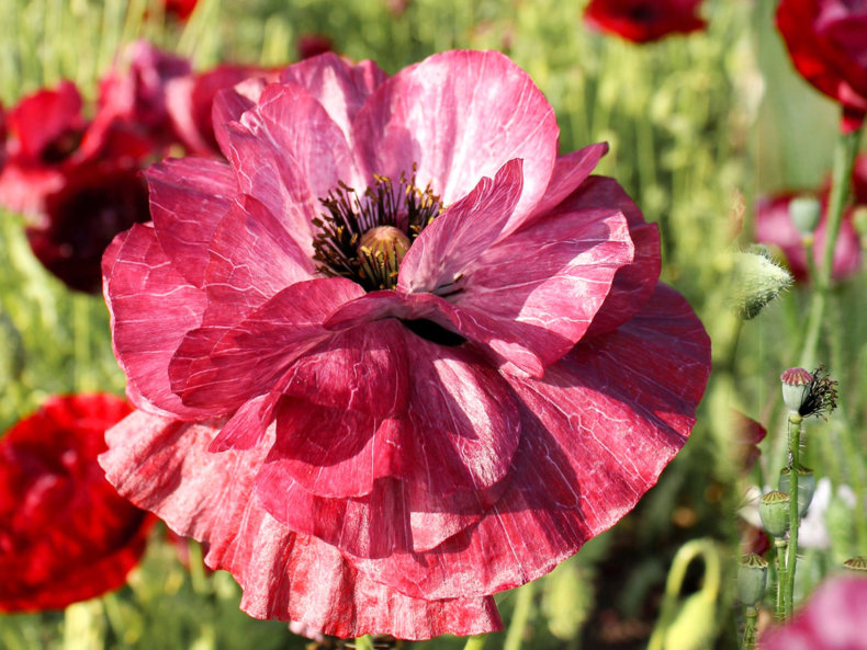 klatschmohn-joradahl