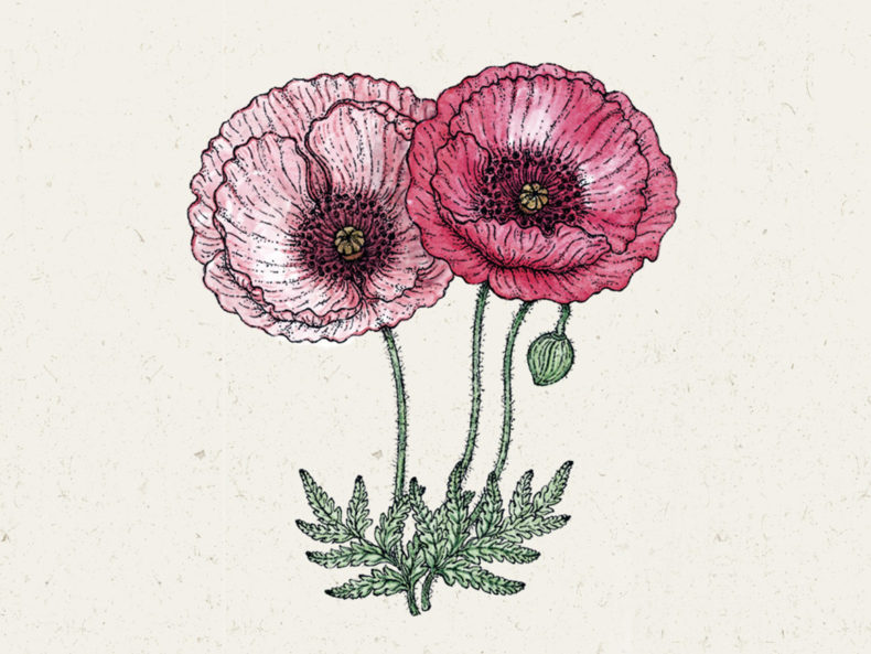 klatschmohn-pandora-joradahl