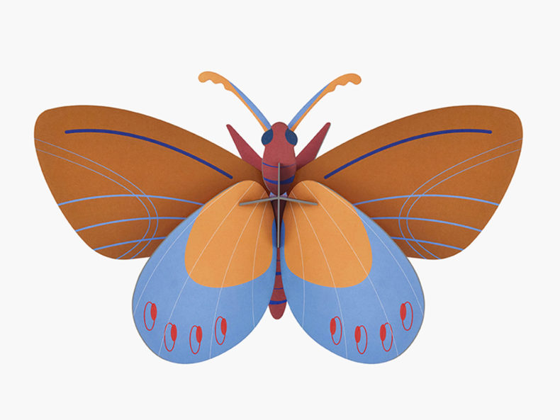 ochre-costa-butterfly-filipok