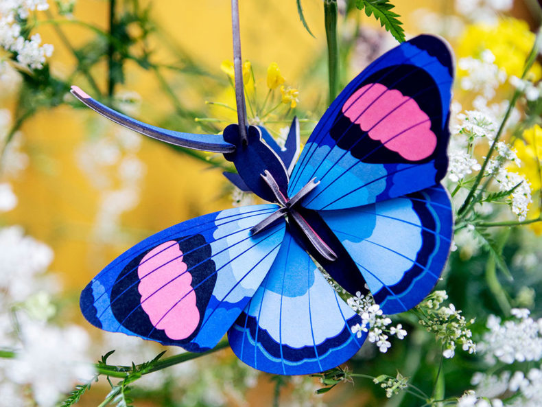 peacock butterfly kaufen