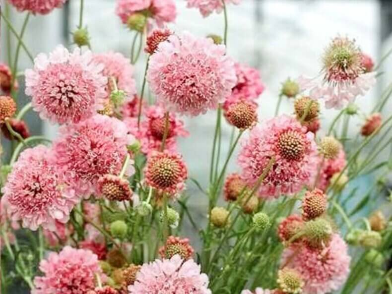 Blühende Skabiose ‚Salmon Pink‘ mit lachsrosafarbenen Blüten im Garten.