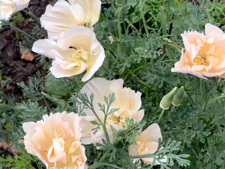 Goldmohn Blumensamen kaufen
